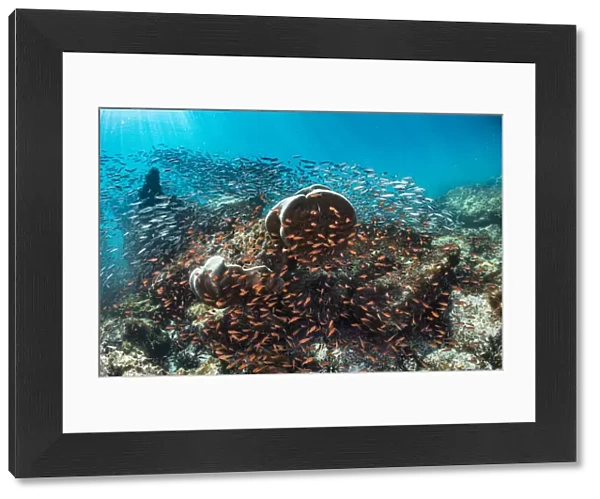 Coral heads surrounded by Blacktip cardinalfish (Apogon atradorsatus