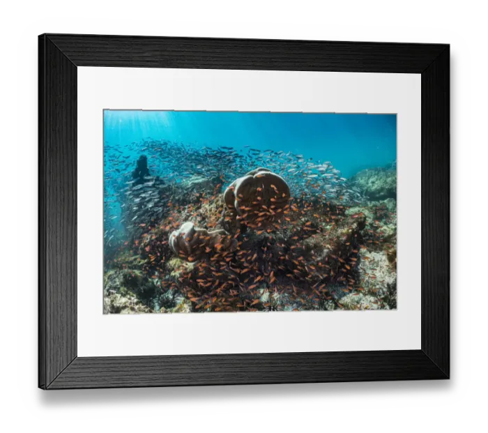 Framed Print : Coral heads surrounded by Blacktip cardinalfish (Apogon atradorsatus Framed Print : Coral heads surrounded by Blacktip cardinalfish (Apogon atradorsatus