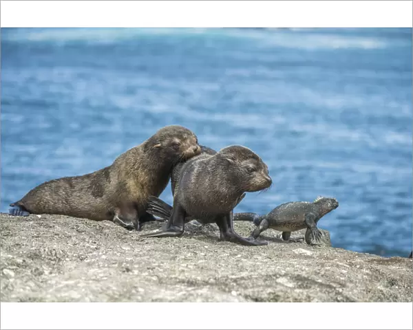 Galapagos fur seal (Arctocephalus galapagoensis) pups watching Marine iguana