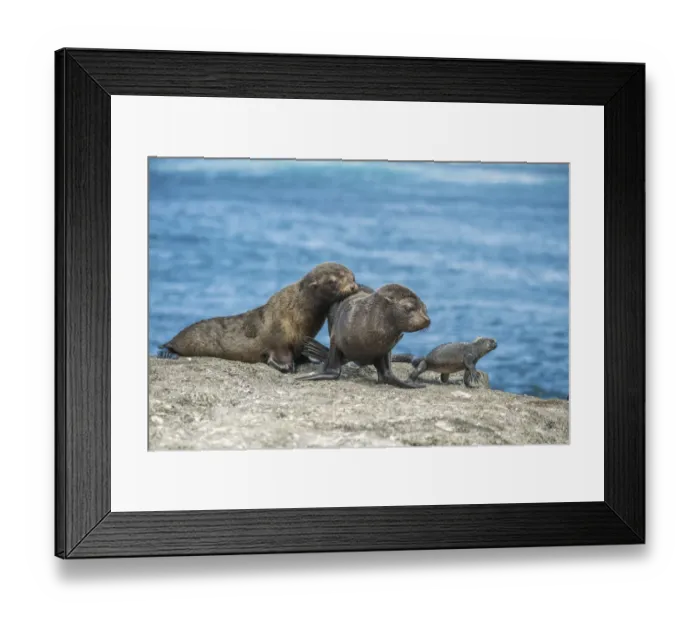 Framed Print : Galapagos fur seal (Arctocephalus galapagoensis) pups watching Marine iguana Framed Print : Galapagos fur seal (Arctocephalus galapagoensis) pups watching Marine iguana