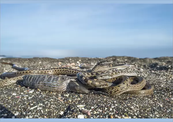Galapagos racer snakes (Pseudalsophis biserialis) trying to get at iguana hatchling