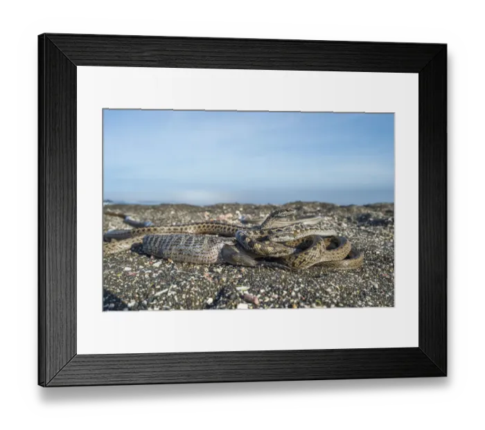 Framed Print : Galapagos racer snakes (Pseudalsophis biserialis) trying to get at iguana hatchling Framed Print : Galapagos racer snakes (Pseudalsophis biserialis) trying to get at iguana hatchling