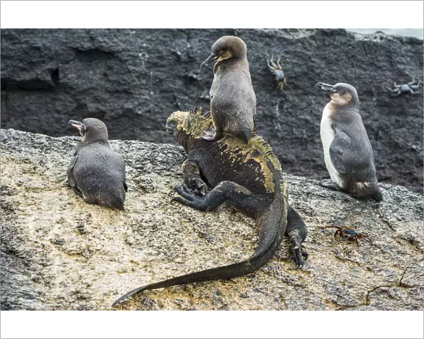 Galapagos penguins (Spheniscus mendiculus) with one sitting on a Marine iguana