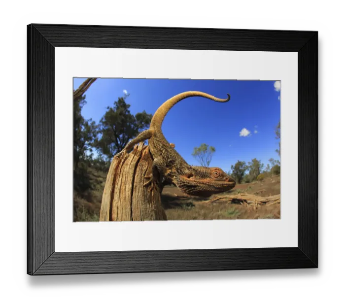 Framed Print : Central bearded dragon (Pogona vitticeps) male on stick in chenopod shrubland habitat Framed Print : Central bearded dragon (Pogona vitticeps) male on stick in chenopod shrubland habitat