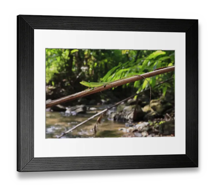 Framed Print : Green crested lizard (Bronchocela rayaensis) female, Khao Phra Thaew NP, Phuket, Thailand Framed Print : Green crested lizard (Bronchocela rayaensis) female, Khao Phra Thaew NP, Phuket, Thailand