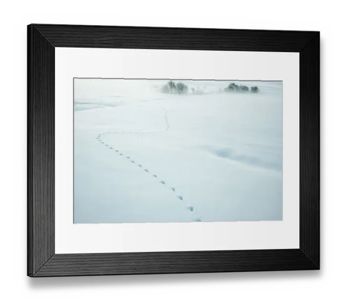 Framed Print : Red fox (Vulpes vulpes) tracks in fresh snow, Jura, Switzerland Framed Print : Red fox (Vulpes vulpes) tracks in fresh snow, Jura, Switzerland