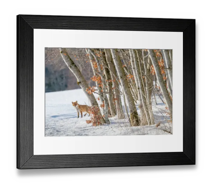 Framed Print : Red fox (Vulpes vulpes) at edge of woodland in winter snow, Jura, Switzerland Framed Print : Red fox (Vulpes vulpes) at edge of woodland in winter snow, Jura, Switzerland
