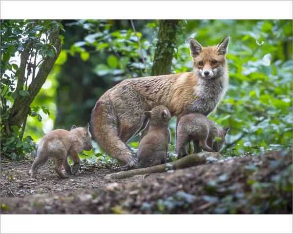 Red fox (Vulpes vulpes) vixen on the alert, with cubs and one suckling, Switzerland