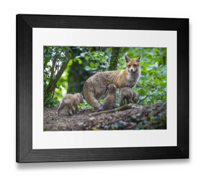 Framed Print : Red fox (Vulpes vulpes) vixen on the alert, with cubs and one suckling, Switzerland Framed Print : Red fox (Vulpes vulpes) vixen on the alert, with cubs and one suckling, Switzerland