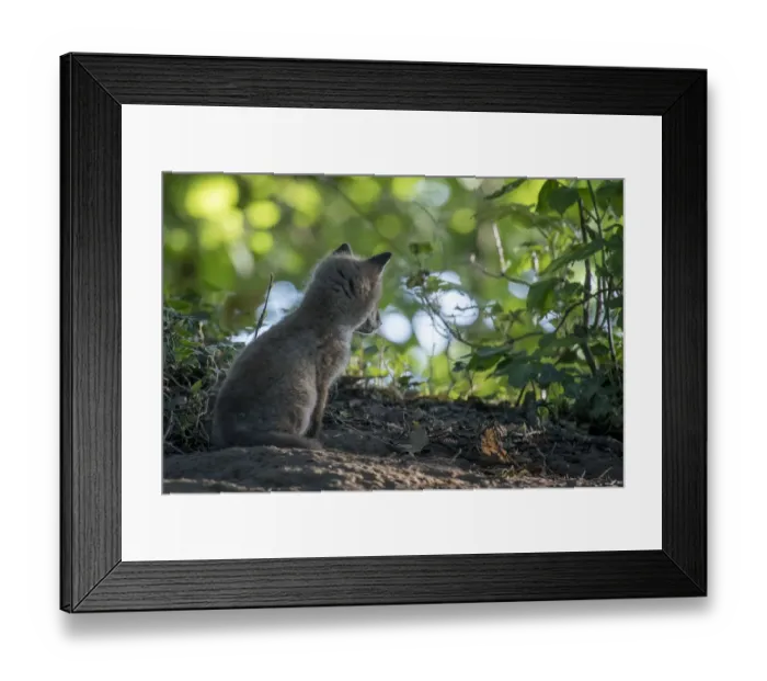 Framed Print : Red fox (Vulpes vulpes) cub sitting watching in woodland, rear view, Switzerland