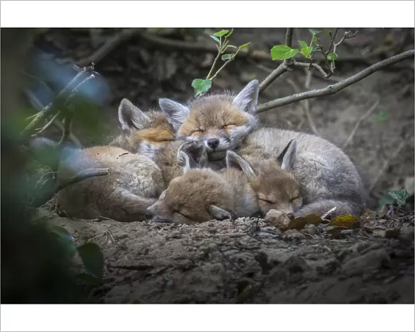 Red fox (Vulpes vulpes) cubs sleeping curled up together, Switzerland