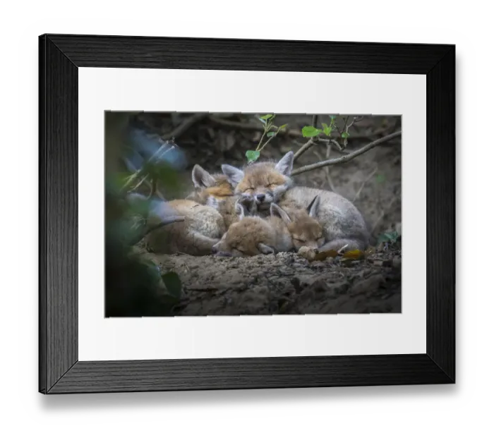 Framed Print : Red fox (Vulpes vulpes) cubs sleeping curled up together, Switzerland Framed Print : Red fox (Vulpes vulpes) cubs sleeping curled up together, Switzerland