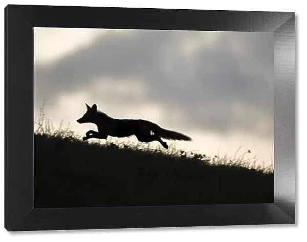 Red fox (Vulpes vulpes) silhouetted, running along horizon, Switzerland
