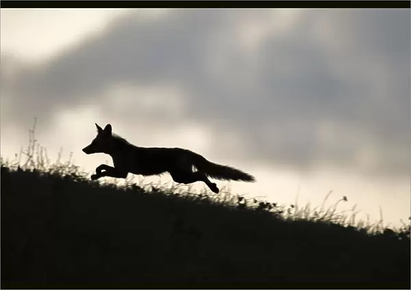 Red fox (Vulpes vulpes) silhouetted, running along horizon, Switzerland