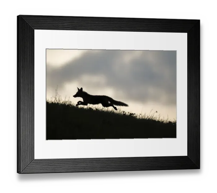 Framed Print : Red fox (Vulpes vulpes) silhouetted, running along horizon, Switzerland Framed Print : Red fox (Vulpes vulpes) silhouetted, running along horizon, Switzerland