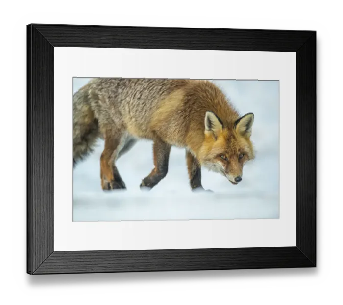 Framed Print : Red fox (Vulpes vulpes) walking in snow, Jura, Switzerland Framed Print : Red fox (Vulpes vulpes) walking in snow, Jura, Switzerland