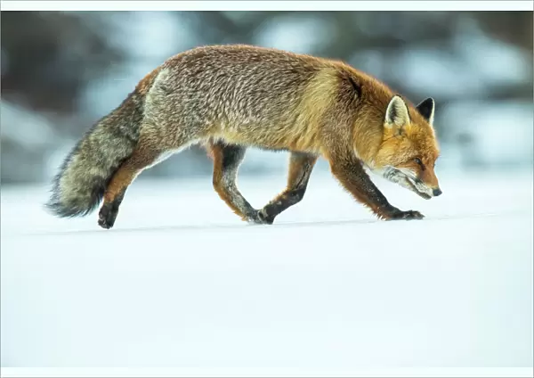 Red fox (Vulpes vulpes) in winter snow, Jura, Switzerland