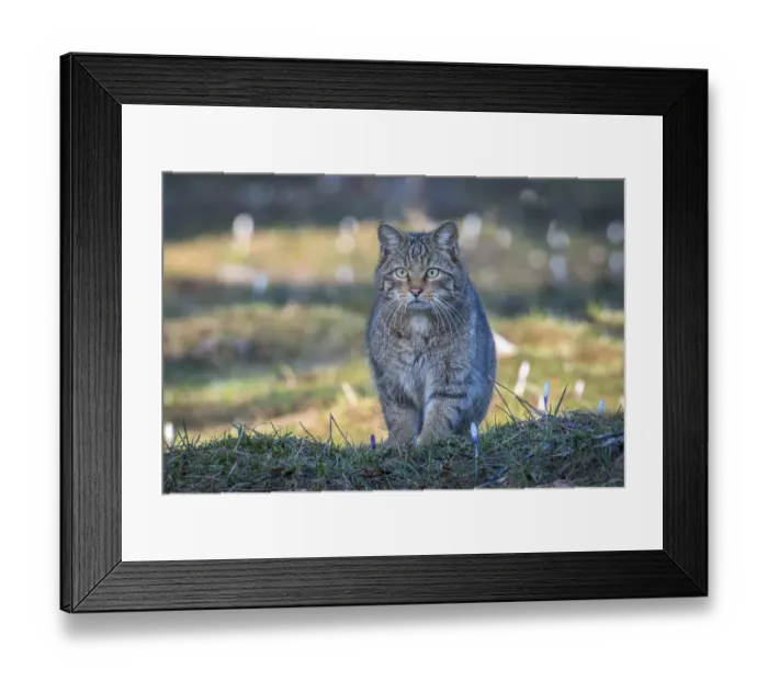 Framed Print : Wild cat (Felis silvestris) Switzerand Framed Print : Wild cat (Felis silvestris) Switzerand