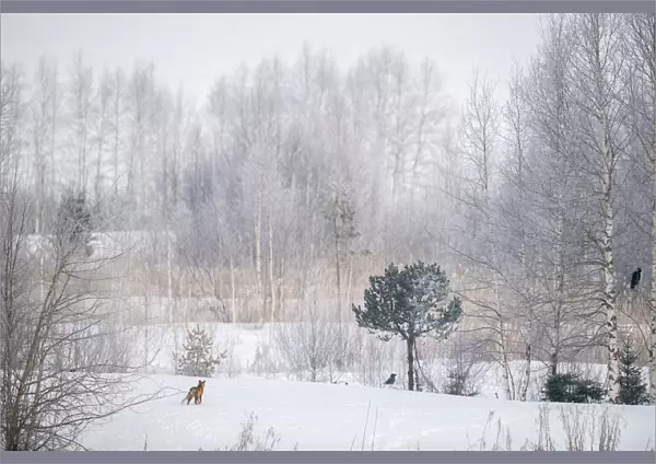 Red fox (Vulpes vulpes) in snowy landscape with trees and two Crows (Corfus corone
