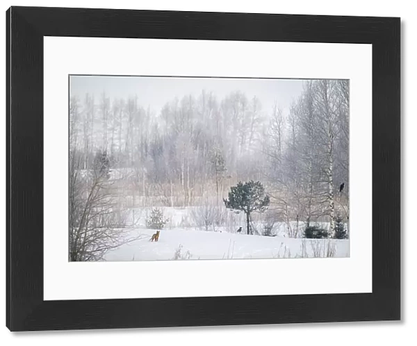 Red fox (Vulpes vulpes) in snowy landscape with trees and two Crows (Corfus corone