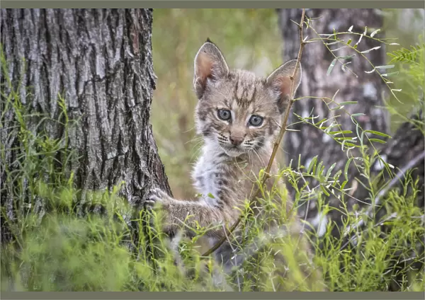 Portrait of a wild Bobcat (Lynx rufus) kitten in a tree, Texas, USA. September