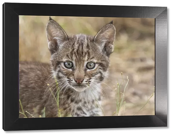 Portrait of a wild female Bobcat (Lynx rufus) kitten, Texas, USA. September