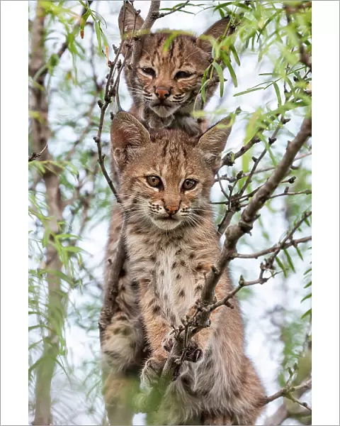 Portrait of two wild Bobcat (Lynx rufus) kittens in a tree, Texas, USA. September