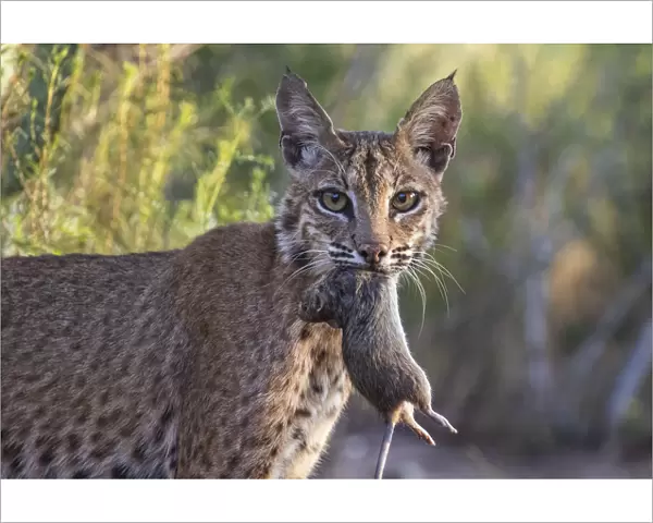 Portrait of a wild adult female Bobcat (Lynx rufus) with Hispid cotton rat