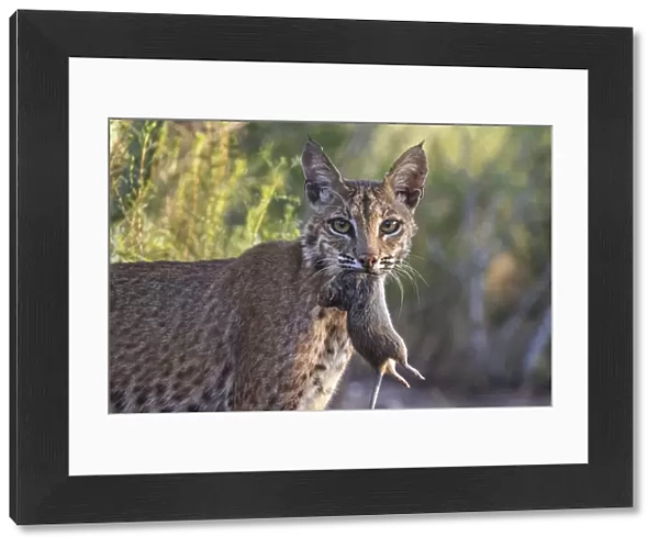 Portrait of a wild adult female Bobcat (Lynx rufus) with Hispid cotton rat