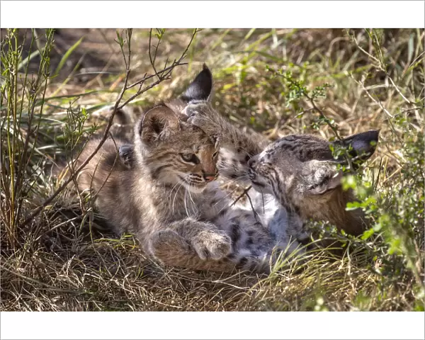Two wild Bobcat (Lynx rufus) kittens playing in the bush. Texas, USA. September