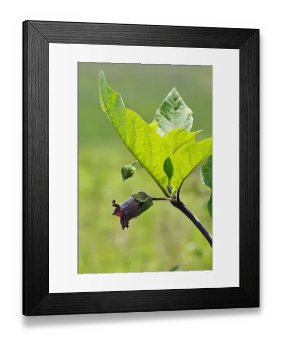 Framed Print : Deadly nightshade (Atropa belladonna) Quarry Hangers (SWT), Chaldon, Surrey Framed Print : Deadly nightshade (Atropa belladonna) Quarry Hangers (SWT), Chaldon, Surrey