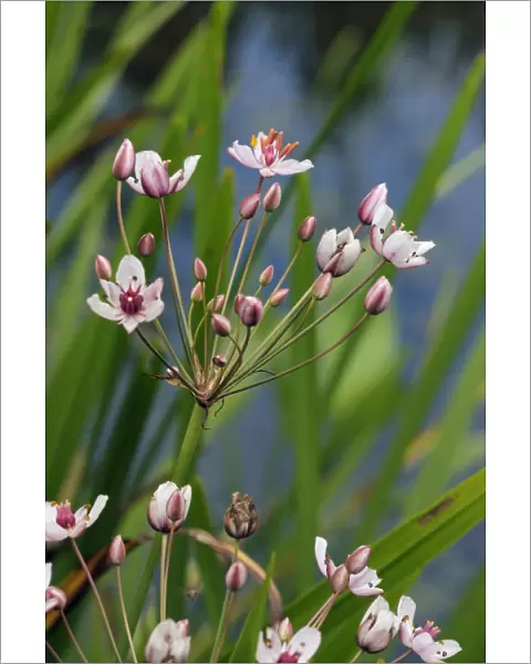 Flowering-rush (Butomus umbellatus), locally rare plantLangham Ponds SSSI, Surrey