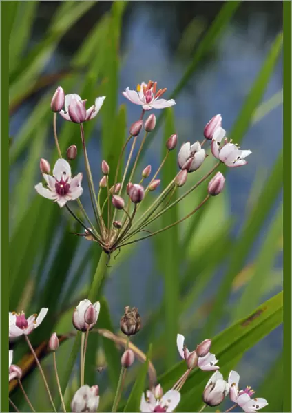 Flowering-rush (Butomus umbellatus), locally rare plantLangham Ponds SSSI, Surrey
