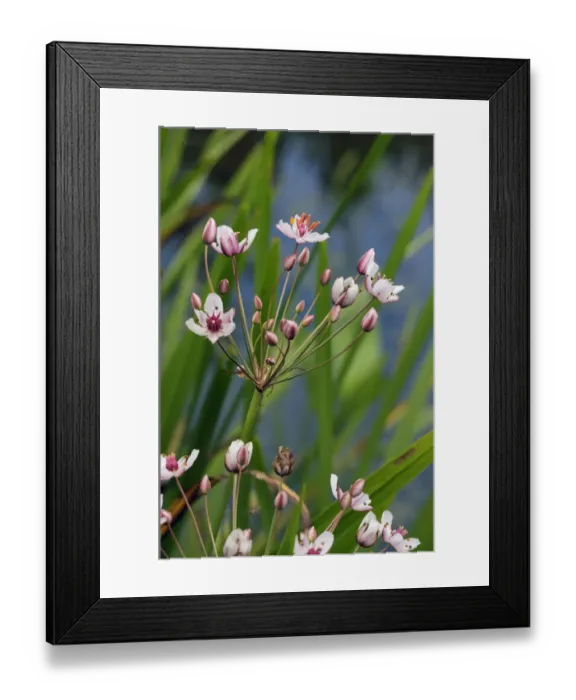 Framed Print : Flowering-rush (Butomus umbellatus), locally rare plantLangham Ponds SSSI, Surrey Framed Print : Flowering-rush (Butomus umbellatus), locally rare plantLangham Ponds SSSI, Surrey