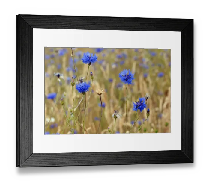 Framed Print : Cornflowers (Centaurea cyanus), locally rare plant, Probably not native at this site Framed Print : Cornflowers (Centaurea cyanus), locally rare plant, Probably not native at this site