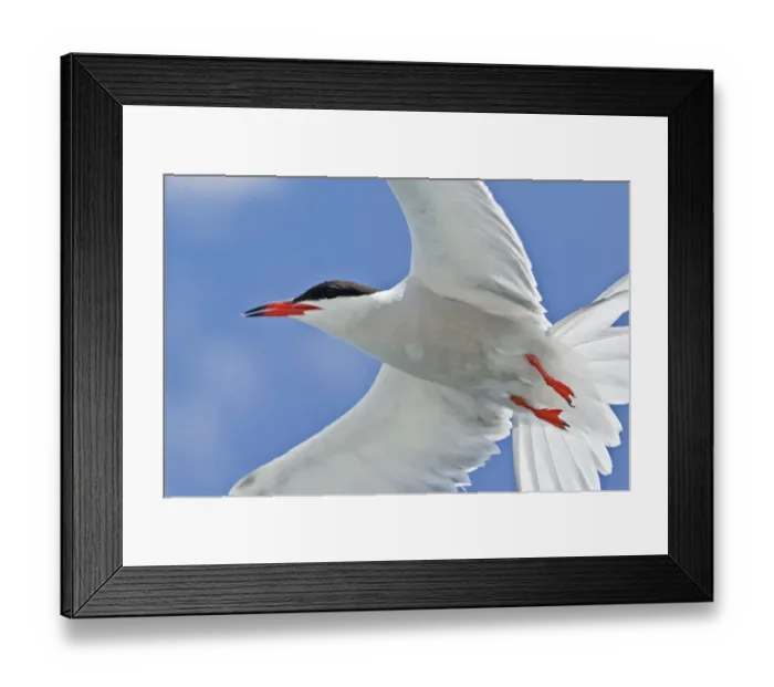 Framed Print : Common tern (Sterna hirundo) close up in flight, Tenerife, Canary Islands Framed Print : Common tern (Sterna hirundo) close up in flight, Tenerife, Canary Islands