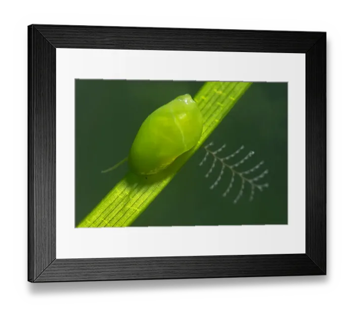 Framed Print : Sea snails (Smaragdia viridis) on Little neptune seagrass (Cymodocea nodosa) Tenerife Framed Print : Sea snails (Smaragdia viridis) on Little neptune seagrass (Cymodocea nodosa) Tenerife