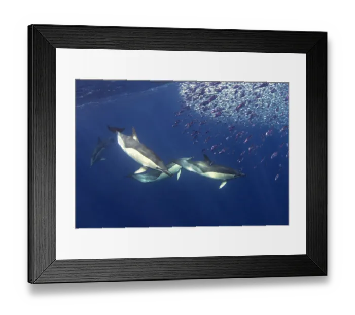 Framed Print : Short-beaked common dolphin (Delphinus delphis) feeding on Snipe fish Framed Print : Short-beaked common dolphin (Delphinus delphis) feeding on Snipe fish