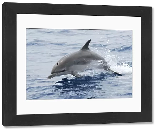 Atlantic spotted dolphin (Stenella frontalis) juvenile, without spots, porposing