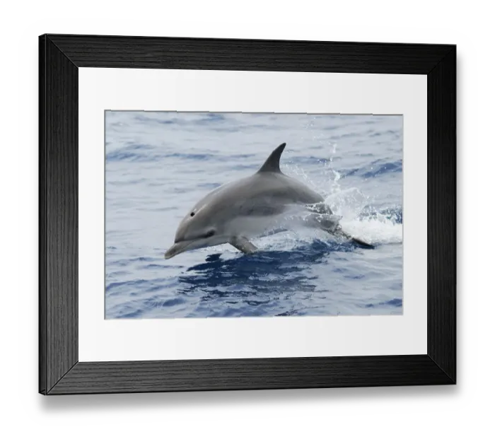 Framed Print : Atlantic spotted dolphin (Stenella frontalis) juvenile, without spots, porposing
