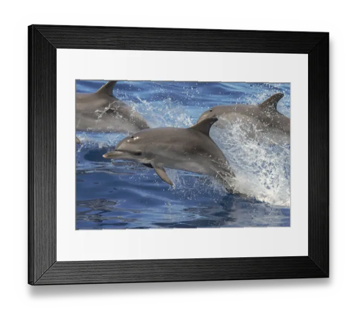 Framed Print : Atlantic spotted dolphin (Stenella frontalis) juvenile porpoising, with pod, Tenerife Framed Print : Atlantic spotted dolphin (Stenella frontalis) juvenile porpoising, with pod, Tenerife