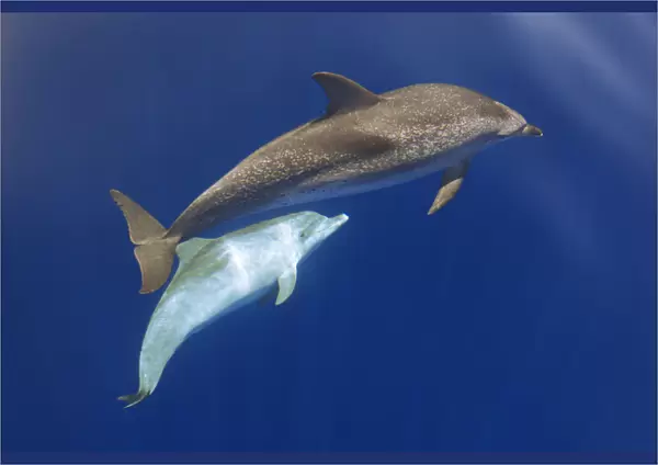 Atlantic spotted dolphin (Stenella frontalis) adult and juvenile near surface