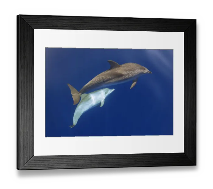 Framed Print : Atlantic spotted dolphin (Stenella frontalis) adult and juvenile near surface Framed Print : Atlantic spotted dolphin (Stenella frontalis) adult and juvenile near surface