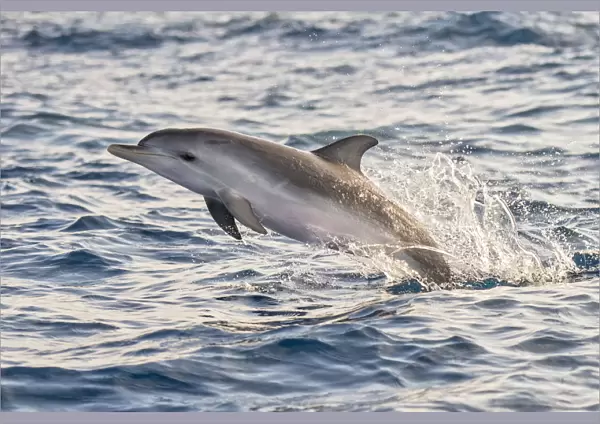 Atlantic spotted dolphin (Stenella frontalis) juvenile porpoising, Tenerife