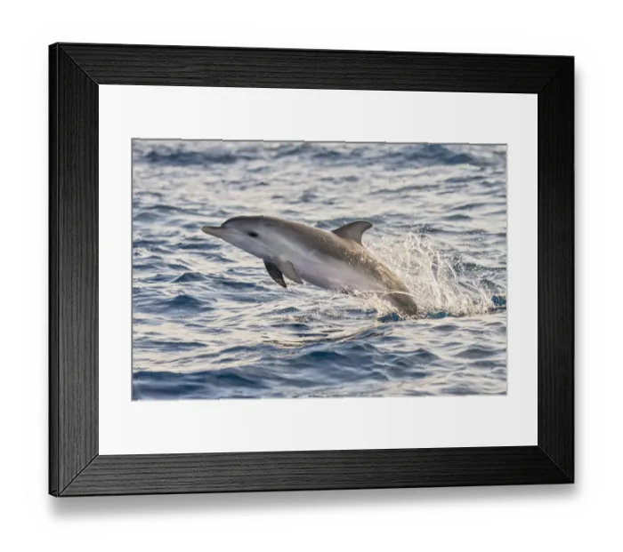 Framed Print : Atlantic spotted dolphin (Stenella frontalis) juvenile porpoising, Tenerife Framed Print : Atlantic spotted dolphin (Stenella frontalis) juvenile porpoising, Tenerife