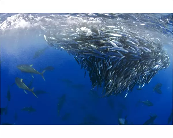 Yellowfin tuna (Thunnus albacares) hunting mackerel (Scomber colias) Tenerife