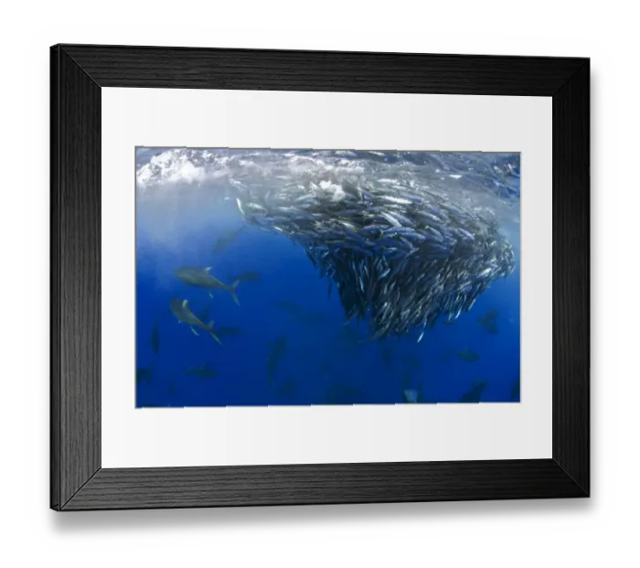 Framed Print : Yellowfin tuna (Thunnus albacares) hunting mackerel (Scomber colias) Tenerife
