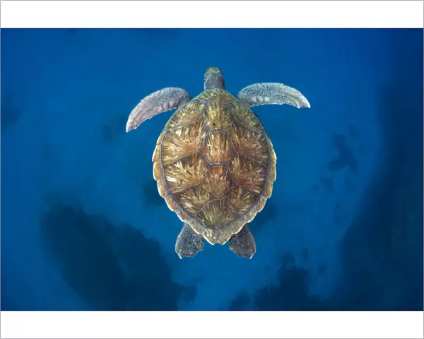 Green sea turtle (Chelonia mydas) Tenerife, Canary Islands