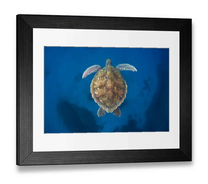 Framed Print : Green sea turtle (Chelonia mydas) Tenerife, Canary Islands Framed Print : Green sea turtle (Chelonia mydas) Tenerife, Canary Islands