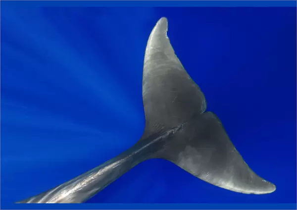 Pilot whale (Globicephala macorhynchus) close-up of submerged adult